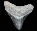 Fossil Megalodon Tooth - Georgia #74197-1